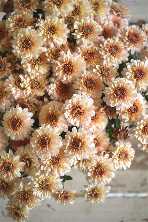 画像5: クリサンセマム アラモード『アプリコット』