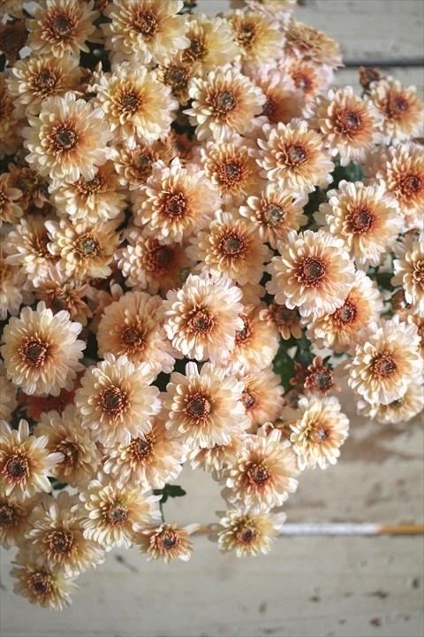 画像2: クリサンセマム アラモード『アプリコット』