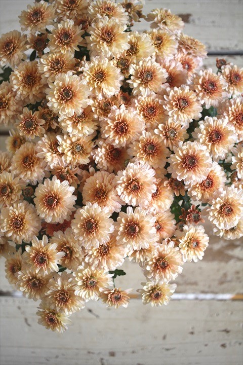 画像4: クリサンセマム アラモード『アプリコット』