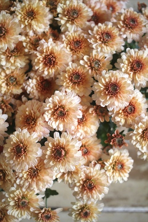 画像6: クリサンセマム アラモード『アプリコット』