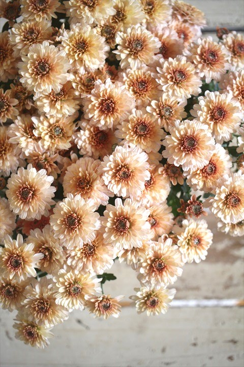 画像1: クリサンセマム アラモード『アプリコット』