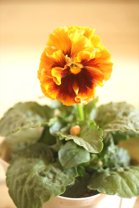 画像1: フリンジ咲きパンジーローヴドゥアントワネット『ロココ』 ★１点もの ver.２０★ 