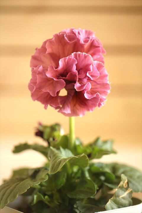 画像1: フリンジ咲きパンジーローヴドゥアントワネット『ロココ』 ★１点もの ver.１４★ 