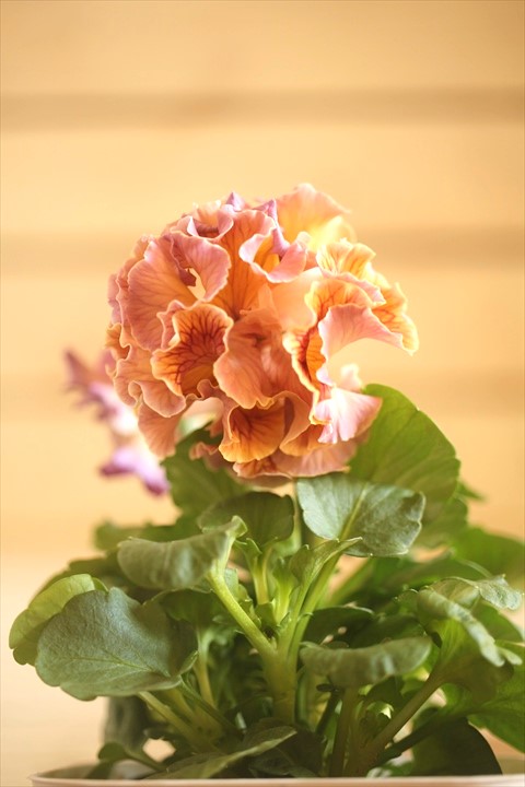 画像1: フリンジ咲きパンジーローヴドゥアントワネット『ロココ』 ★１点もの ver.９★ 