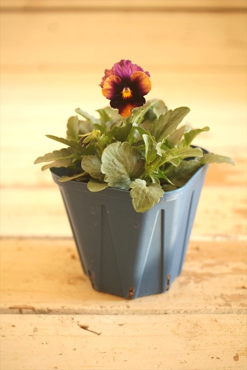 画像1: 【１点もの】さとう園芸＆江原ビオラ ヌーヴェルヴァーグ　◆ver.３５◆