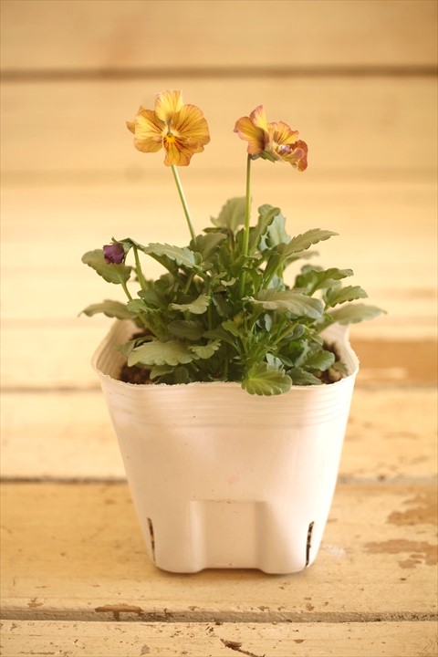 画像1: 【１点もの】北島園芸さんオリジナル！ フリルビオラ『コルティルーチェ』 ★ver.１８★