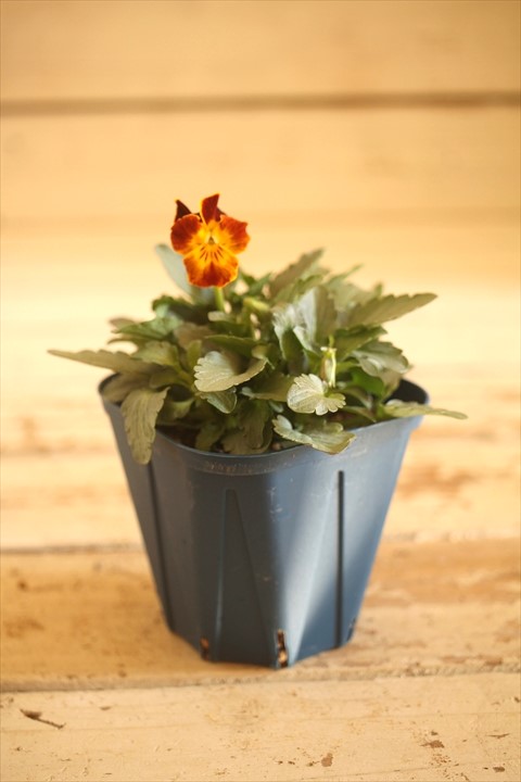 画像2: 【１点もの】さとう園芸＆江原ビオラ ヌーヴェルヴァーグ　◆ver.３８◆