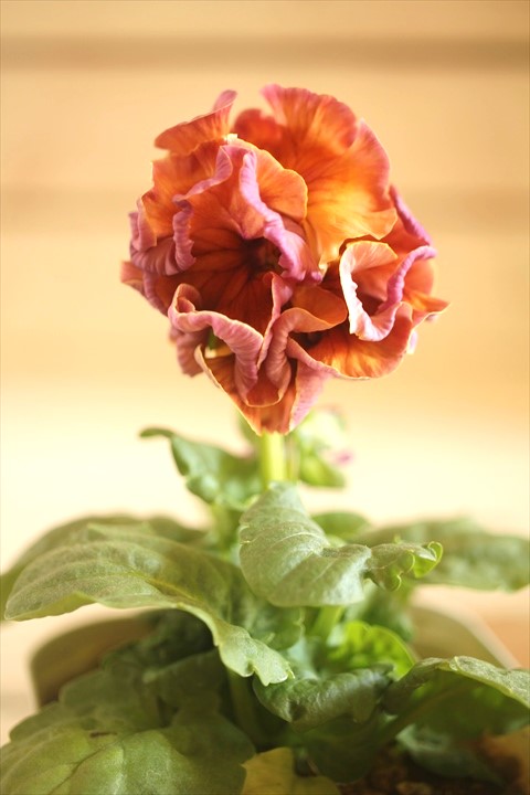 画像1: フリンジ咲きパンジーローヴドゥアントワネット『ロココ』 ★１点もの ver.１７★ 