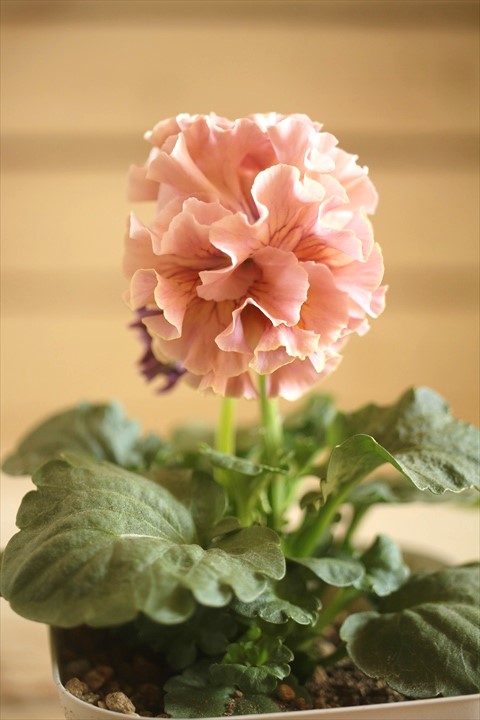 画像1: フリンジ咲きパンジーローヴドゥアントワネット『ロココ』 ★１点もの ver.３１