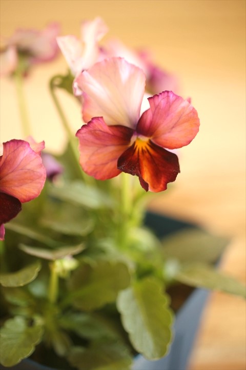 画像2: 【１点もの】さとう園芸＆江原ビオラ ヌーヴェルヴァーグ　◆ver.３７◆