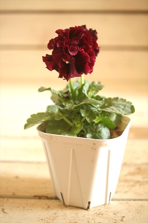 画像2: フリンジ咲きパンジーローヴドゥアントワネット『ロココ』 ★１点もの ver.２８