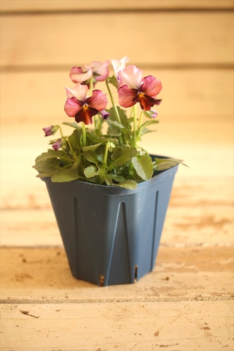 画像1: 【１点もの】さとう園芸＆江原ビオラ ヌーヴェルヴァーグ　◆ver.３７◆