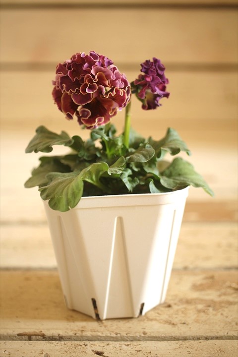 画像2: フリンジ咲きパンジーローヴドゥアントワネット『ロココ』 ★１点もの ver.２２★ 