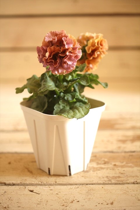 画像2: フリンジ咲きパンジーローヴドゥアントワネット『ロココ』 ★１点もの ver.５★ 