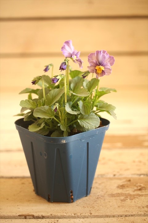 画像1: 【１点もの】さとう園芸＆江原ビオラ ヌーヴェルヴァーグ　◆ver.４０◆