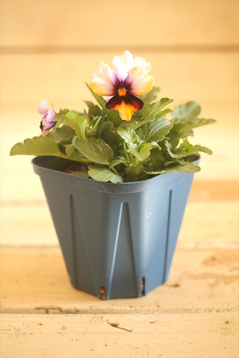 画像1: 【１点もの】さとう園芸＆江原ビオラ ヌーヴェルヴァーグ　◆ver.２６◆