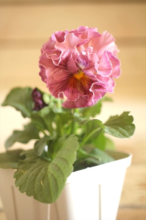 画像1: フリンジ咲きパンジーローヴドゥアントワネット『ロココ』 ★１点もの ver.３８