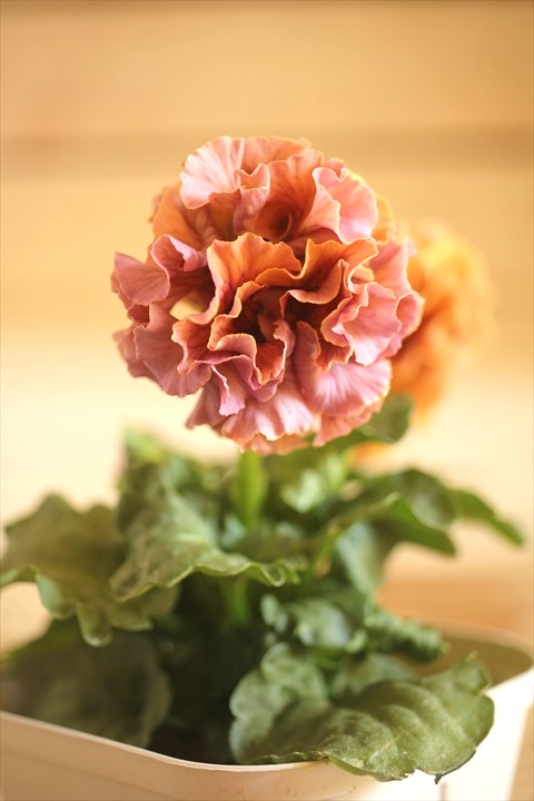 画像1: フリンジ咲きパンジーローヴドゥアントワネット『ロココ』 ★１点もの ver.５★ 