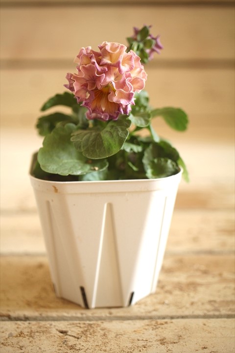 画像2: フリンジ咲きパンジーローヴドゥアントワネット『ロココ』 ★１点もの ver.３６