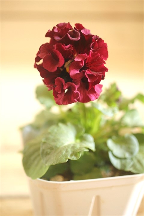 画像1: フリンジ咲きパンジーローヴドゥアントワネット『ロココ』 ★１点もの ver.３７