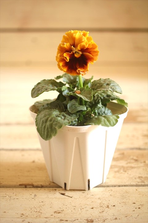 画像2: フリンジ咲きパンジーローヴドゥアントワネット『ロココ』 ★１点もの ver.２０★ 