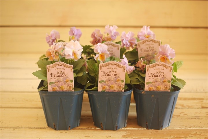 画像: 2025NEW!! さとう園芸さんオリジナルフリルビオラ『プチトリアノン ローランサングレー』