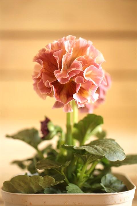 画像1: フリンジ咲きパンジーローヴドゥアントワネット『ロココ』 ★１点もの ver.２★ 