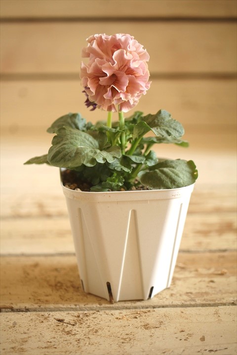 画像2: フリンジ咲きパンジーローヴドゥアントワネット『ロココ』 ★１点もの ver.３１