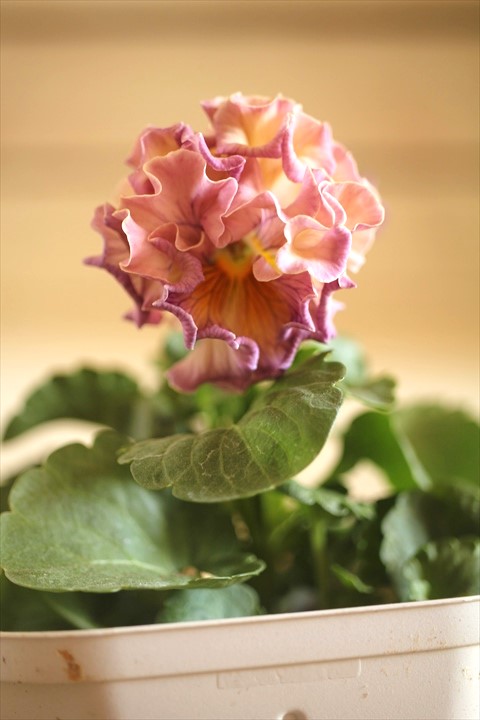 画像1: フリンジ咲きパンジーローヴドゥアントワネット『ロココ』 ★１点もの ver.３６