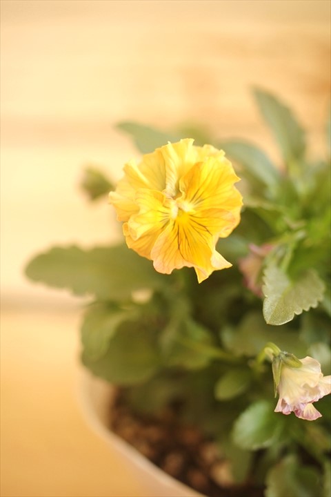 画像2: 【１点もの】北島園芸さんオリジナル！ フリルビオラ『コルティルーチェ』 ★ver.１７★