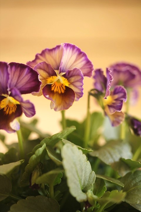 画像2: 【１点もの】さとう園芸＆江原ビオラ ヌーヴェルヴァーグ　◆ver.２０◆