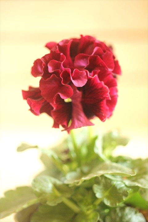 画像1: フリンジ咲きパンジーローヴドゥアントワネット『ロココ』 ★１点もの ver.２８