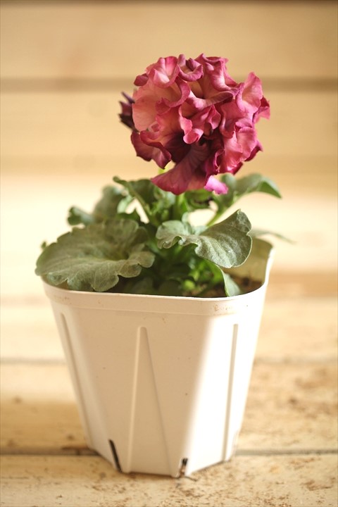 画像2: フリンジ咲きパンジーローヴドゥアントワネット『ロココ』 ★１点もの ver.３２