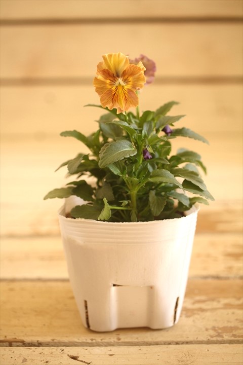 画像1: 【１点もの】北島園芸さんオリジナル！ フリルビオラ『コルティルーチェ』 ★ver.１３★