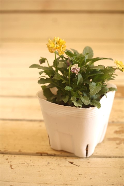 画像1: 【１点もの】北島園芸さんオリジナル！ フリルビオラ『コルティルーチェ』 ★ver.１７★