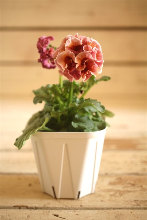 画像2: フリンジ咲きパンジーローヴドゥアントワネット『ロココ』 ★１点もの ver.１３★ 