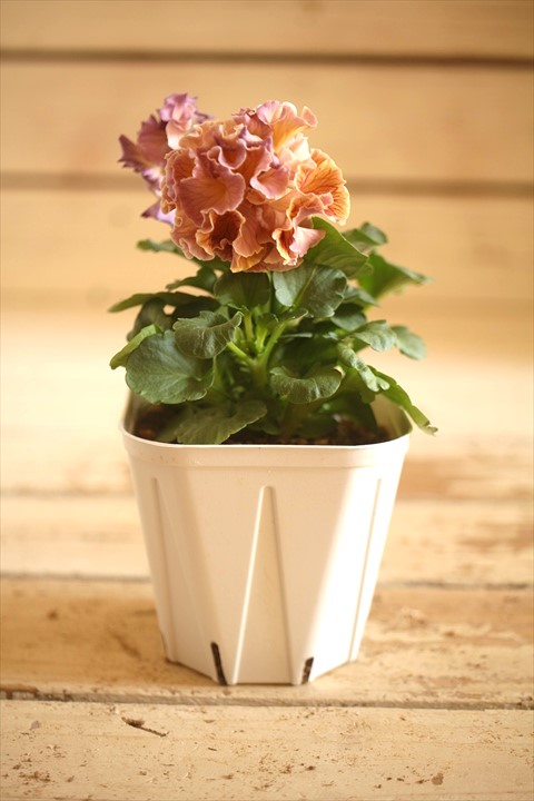 画像2: フリンジ咲きパンジーローヴドゥアントワネット『ロココ』 ★１点もの ver.９★ 