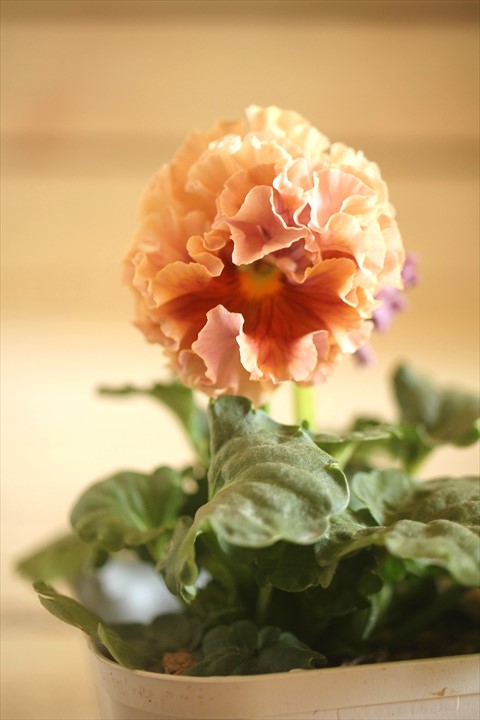 画像1: フリンジ咲きパンジーローヴドゥアントワネット『ロココ』 ★１点もの ver.２１★ 