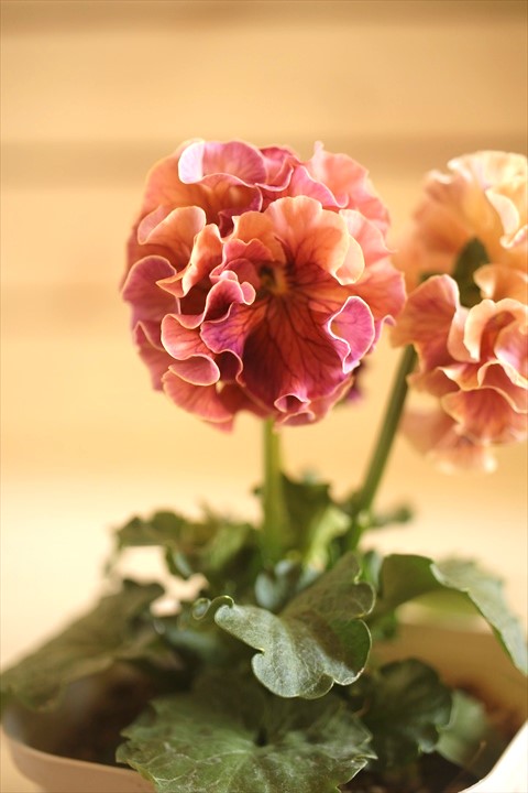 画像1: フリンジ咲きパンジーローヴドゥアントワネット『ロココ』 ★１点もの ver.８★ 