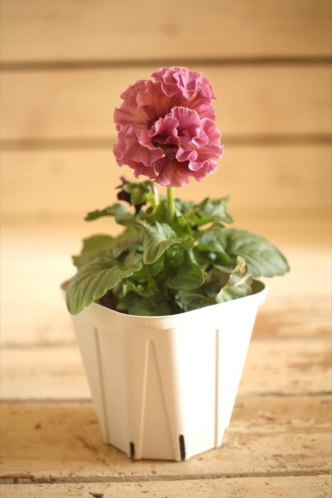 画像2: フリンジ咲きパンジーローヴドゥアントワネット『ロココ』 ★１点もの ver.１４★ 