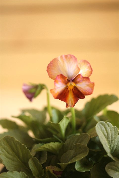 画像2: 【１点もの】さとう園芸＆江原ビオラ ヌーヴェルヴァーグ　◆ver.１６◆