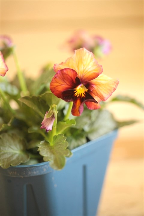 画像2: 【１点もの】さとう園芸＆江原ビオラ ヌーヴェルヴァーグ　◆ver.５◆