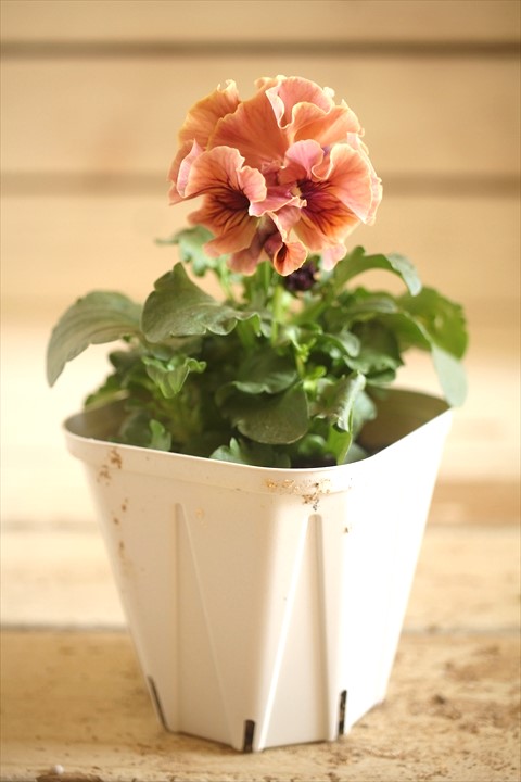 画像2: フリンジ咲きパンジーローヴドゥアントワネット『ロココ』 ★１点もの ver.３３