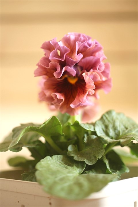 画像1: フリンジ咲きパンジーローヴドゥアントワネット『ロココ』 ★１点もの ver.３０