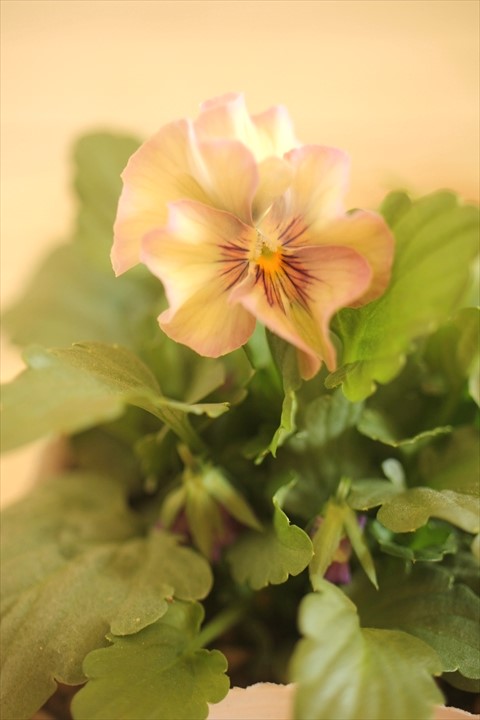 画像1: 【１点もの】北島園芸さんオリジナル！ フリルビオラ『コルティルーチェ』 ★ver.２０★