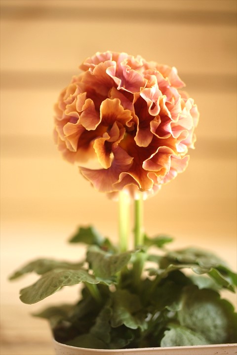 画像1: フリンジ咲きパンジーローヴドゥアントワネット『ロココ』 ★１点もの ver.７★ 