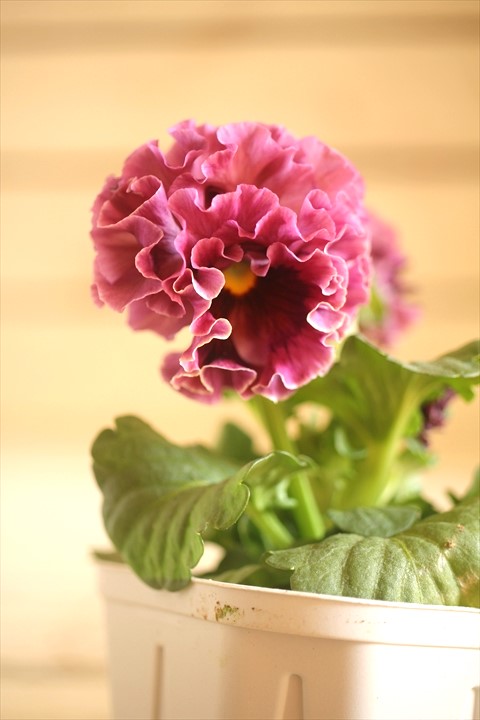 画像1: フリンジ咲きパンジーローヴドゥアントワネット『ロココ』 ★１点もの ver.１０★ 