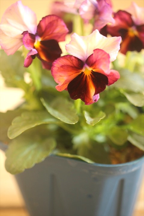 画像2: 【１点もの】さとう園芸＆江原ビオラ ヌーヴェルヴァーグ　◆ver.２３◆