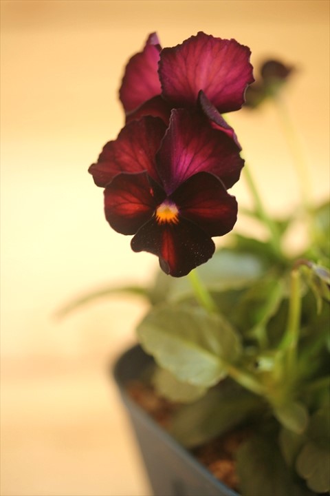 画像2: 【１点もの】さとう園芸＆江原ビオラ ヌーヴェルヴァーグ　◆ver.３１◆