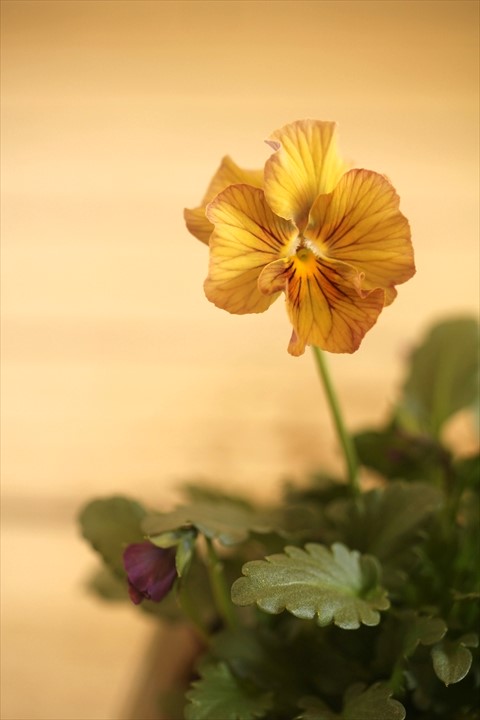 画像2: 【１点もの】北島園芸さんオリジナル！ フリルビオラ『コルティルーチェ』 ★ver.１８★